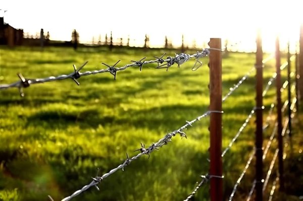 Galvanized Barbed Wire - Image 2